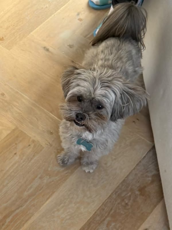 Small grey Shih Tzu mix at home, looking up at the trainer