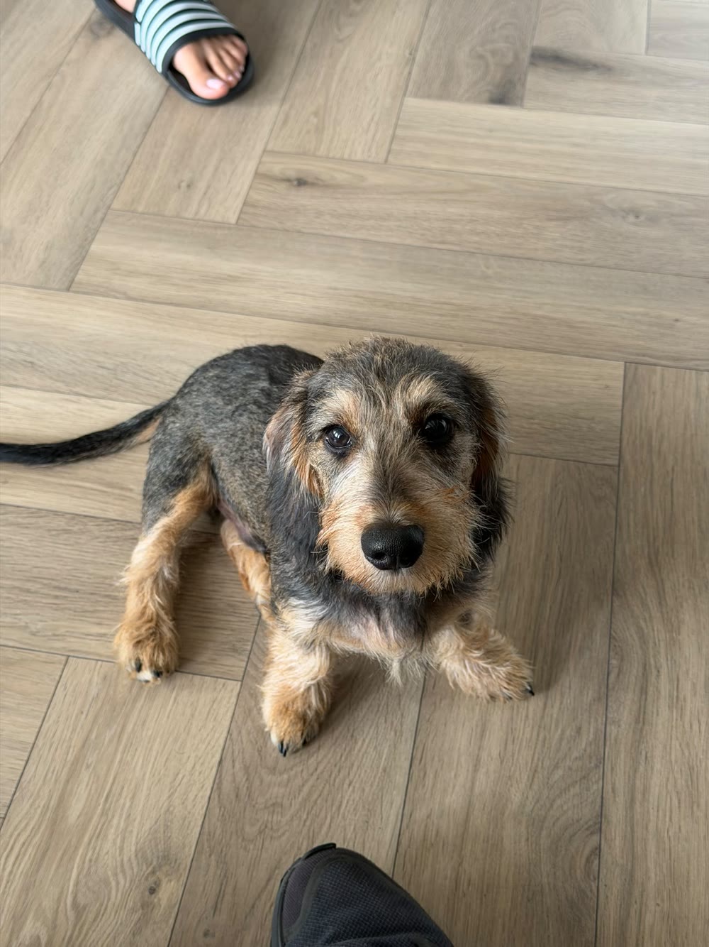 Wire-haired Dachshund mix lying calmly on a wooden floor, looking up