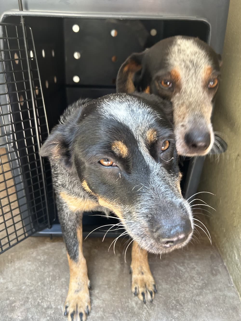 Two anxious Cattle Dog mixes stepping out of their travel crate at their own pace