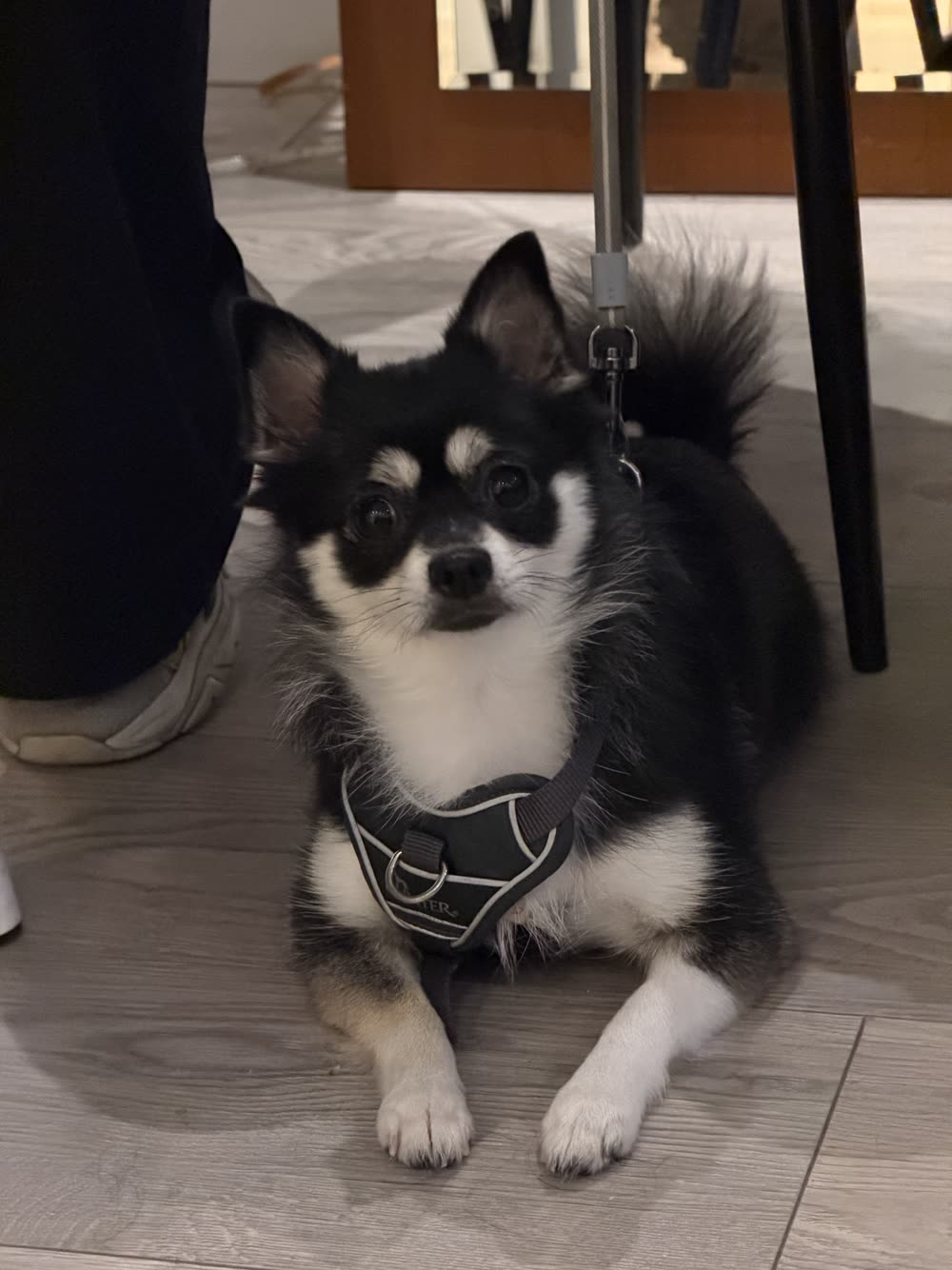 Black and white Chihuahua mix in a harness lying calmly at its owner’s feet during a home training session