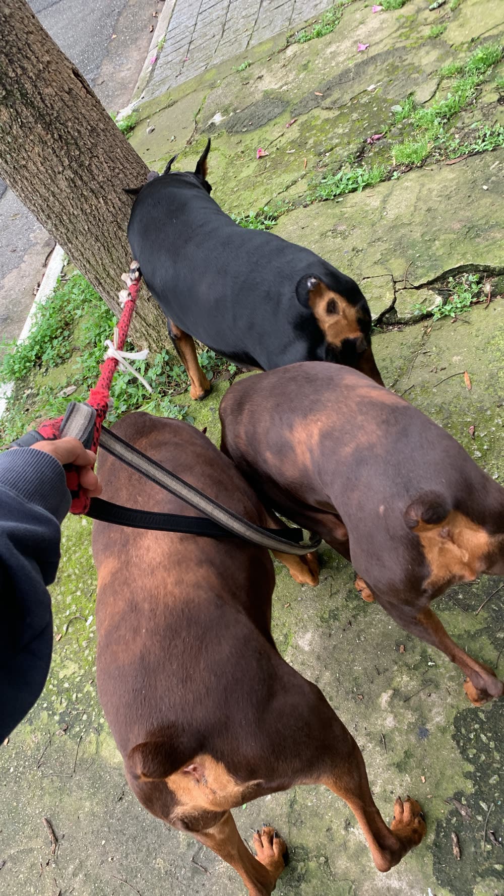 Three Dobermans walking together on leash, seen from the trainer’s point of view