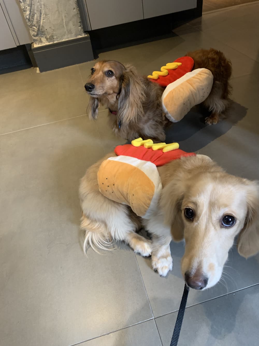 Two long-haired Dachshunds in hot dog costumes, calm on a leash