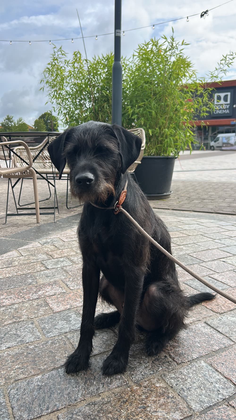 Black wire-haired dog sitting calmly on a leash at a café terrace