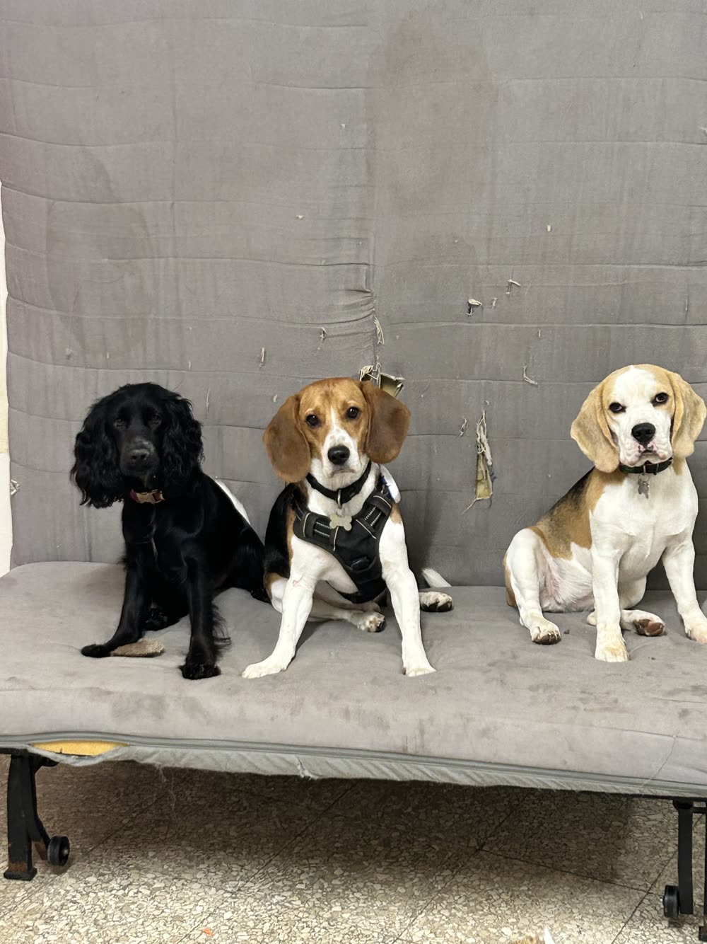 A Cocker Spaniel and two Beagles sitting side by side on a couch, holding a stay
