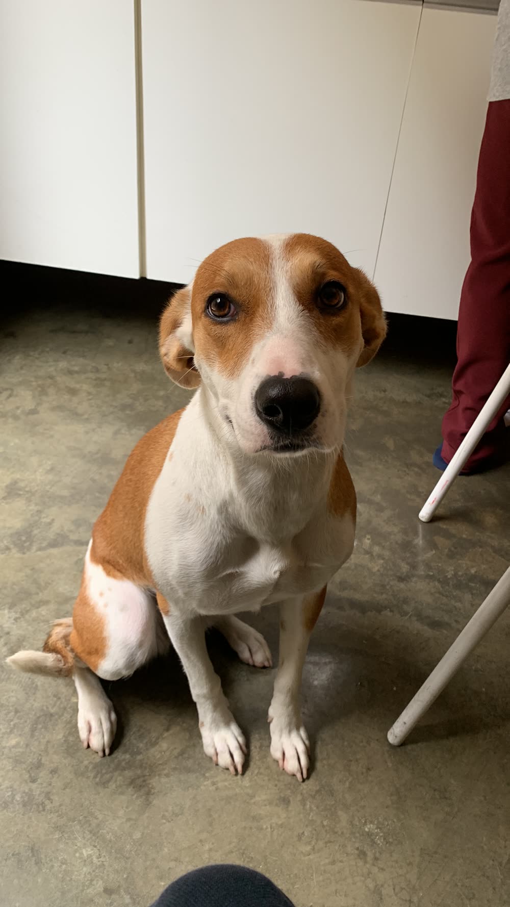 Orange and white mixed-breed dog sitting calmly during a first behaviour consultation